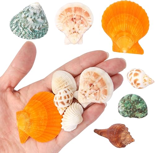 Miniatura 2 de Aunifun 100 conchas marinas mixtas de playa, conchas marinas naturales coloridas para hacer velas, decoración del hogar, fiesta temática de playa,