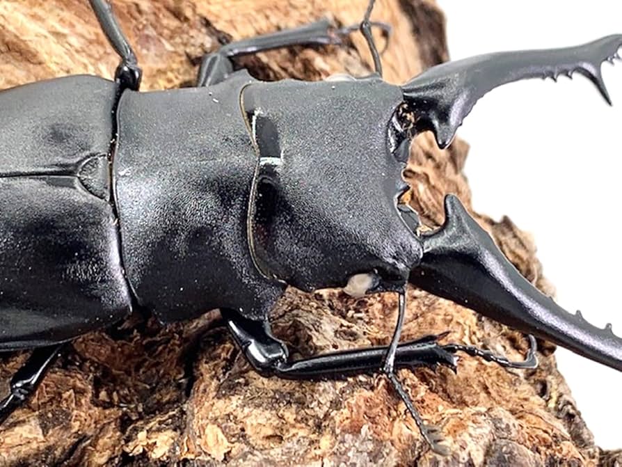 Amazon | 【DDA】白眼! WWギラファノコギリクワガタ 成虫 80〜100mmUP Amazon | 【DDA】白眼! WWギラファノコギリクワガタ 成虫 80〜100mmUP