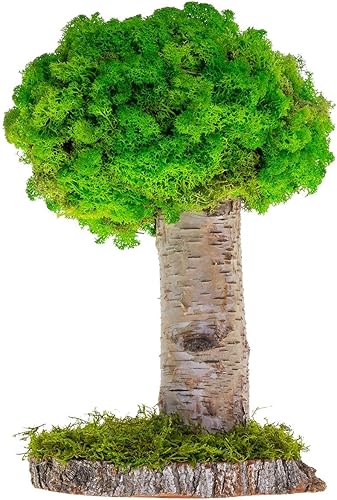 Plantas reales sin riego, diseño artístico de musgo preservado y decoración, arreglo de plantas verdes naturales para interiores para el hogar y la