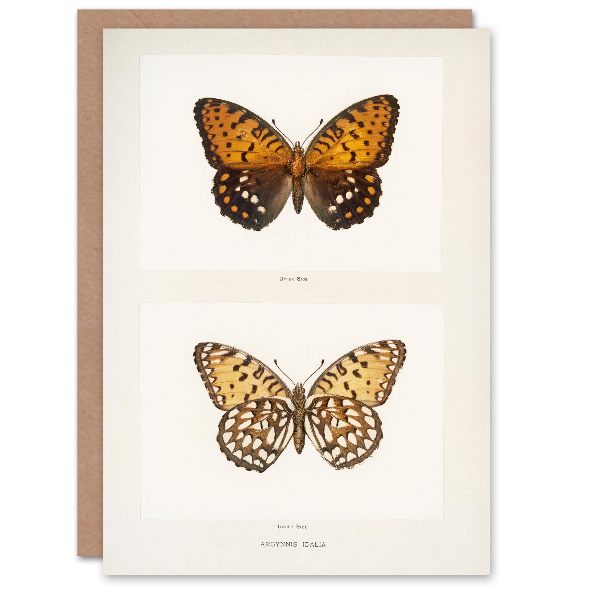 Artery8 Sherman Denton Art Card Regal Fritillary Butterfly