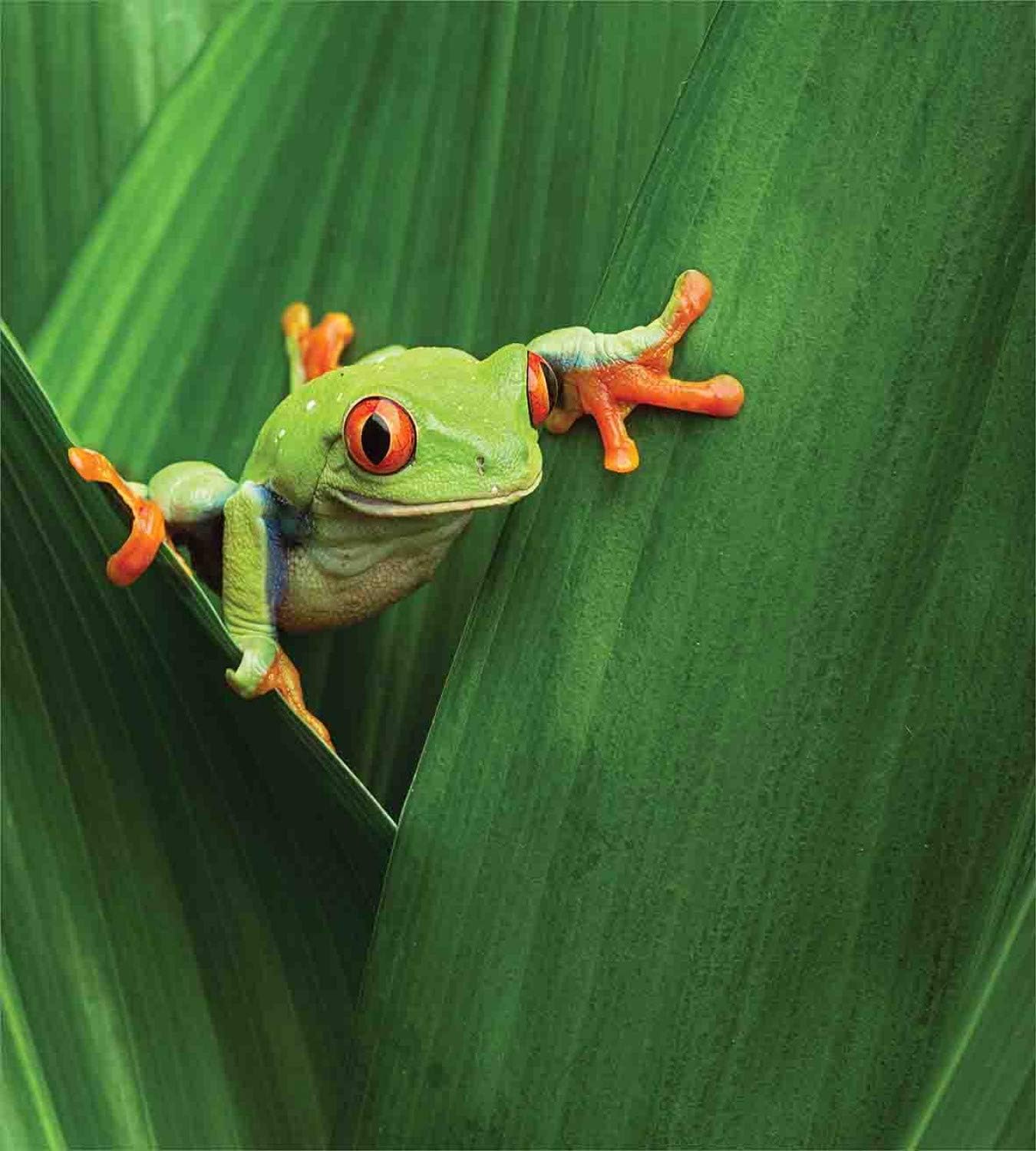 Ambesonne Animal Duvet Cover Set, Red Eyed Frog Between Exotic Macro Big Leaves Wild Nature Night Animal Vivid Colors, Decorative 3 Piece Bedding Set with 2 Pillow Shams, Queen Size, Green