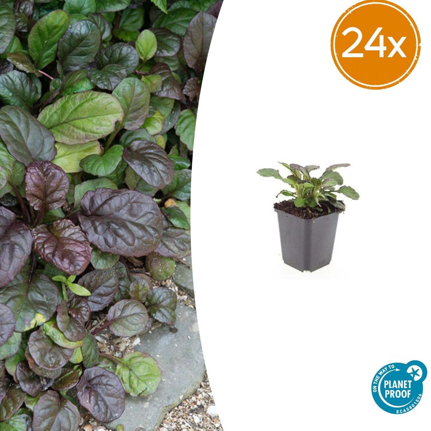 Ajuga Reptans 'Catlin's Giant' per Ombra, Fiori Blu, Set da 24, 10-25cm