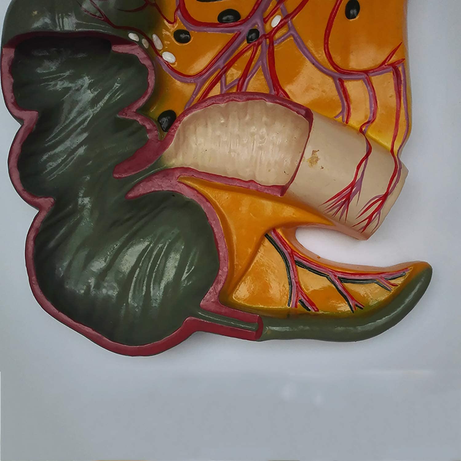 Modèle Anatomique De L'appendice Et du Caecum, De L'appendice du Profil Rectal Et du Modèle D'anatomie des Organes Humains du Cecum pour L'étude du Dessin d'artiste Formation