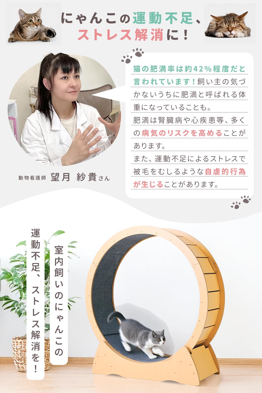 SIMPS キャットホイール　中～大型猫専用 Amazon.co.jp: SIMPS キャットホイール 【獣医師監修】中～大型猫専用