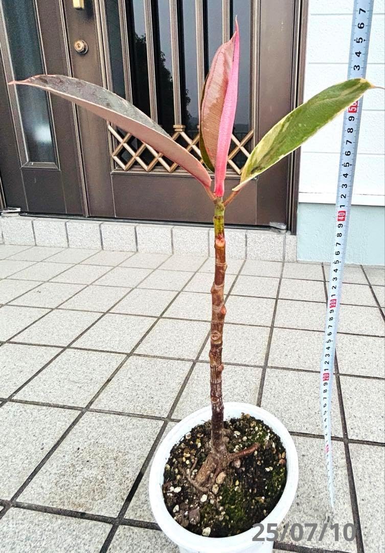 フィカスアルテシマ 斑入り 現品お届け 観葉植物 7号 大型 室内 フィカスアルテシマ 斑入り 現品お届け 観葉植物 7号 大型 室内