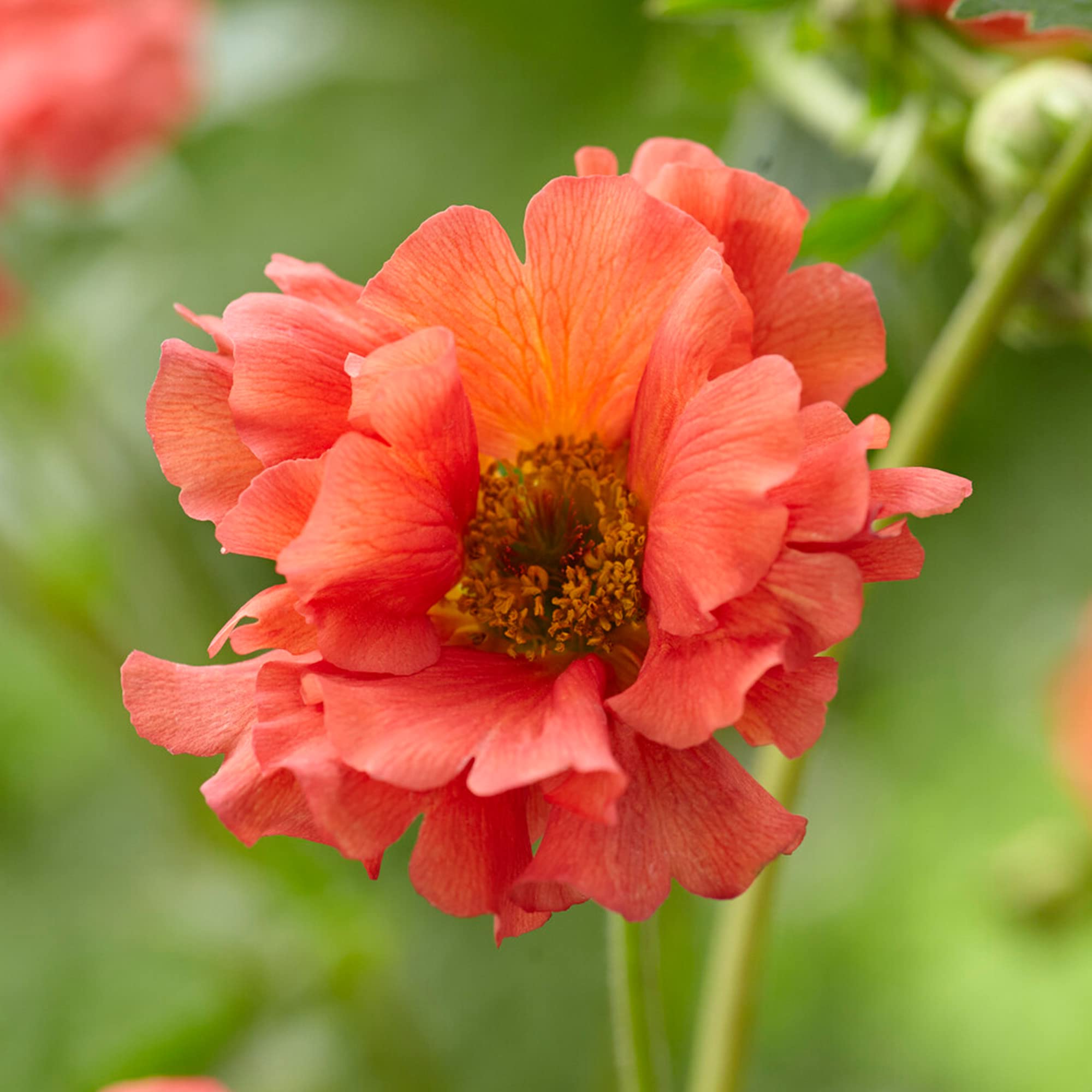 GardenersDream Geum Coral Tempest - Vibrant Outdoor Flowering Plant - Garden Ready Deciduous Hardy Perennial - Outdoor Garden Flowering Shrub for Borders, Patios & Containers (9cm Pot, 15-30cm)