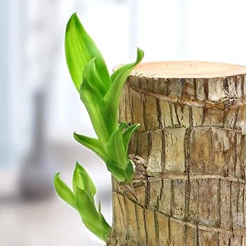 1Pc Brazilian Wood Lucky Wood Potted Water Stump Mini Badan Wood Hydroponic Plant Indoor Desktop Clean Air Green Plant Brazil Lucky Wood Office Desktop Decoration(Brazilian Wood + Groot + Base)