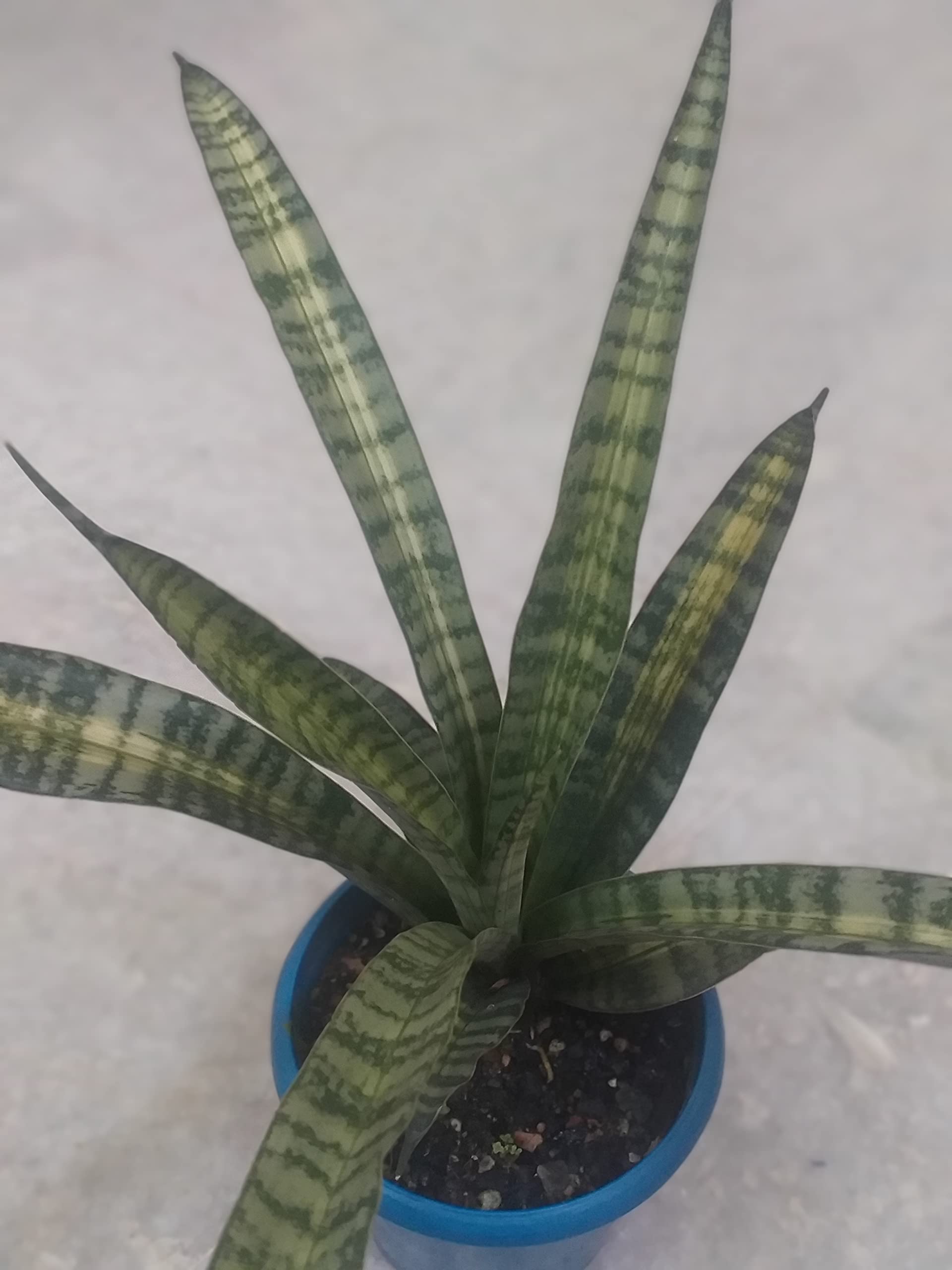 Grin Heaven Nursery, Sansevieria Roxburghiana Veriegated (Roxette) Live  Plant : Amazon.in: Garden & Outdoors