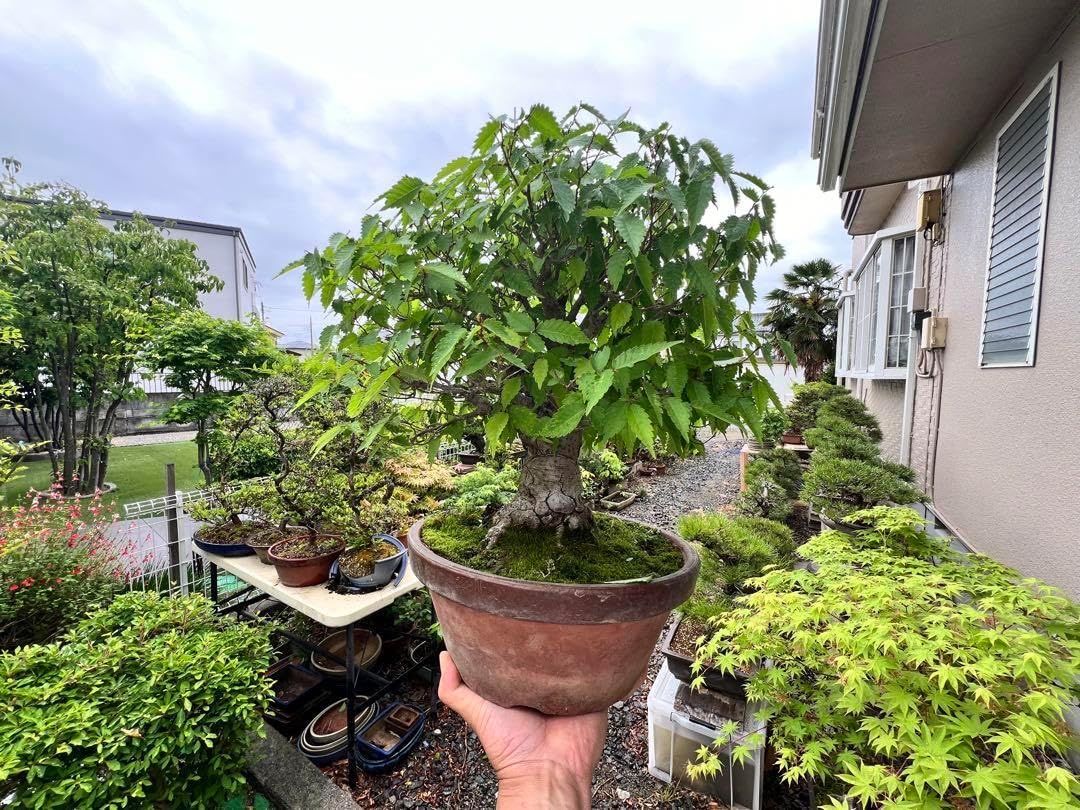 極太】 展示会向用 欅 ケヤキ 盆栽 真柏 黒松 赤松 五葉松 盆栽