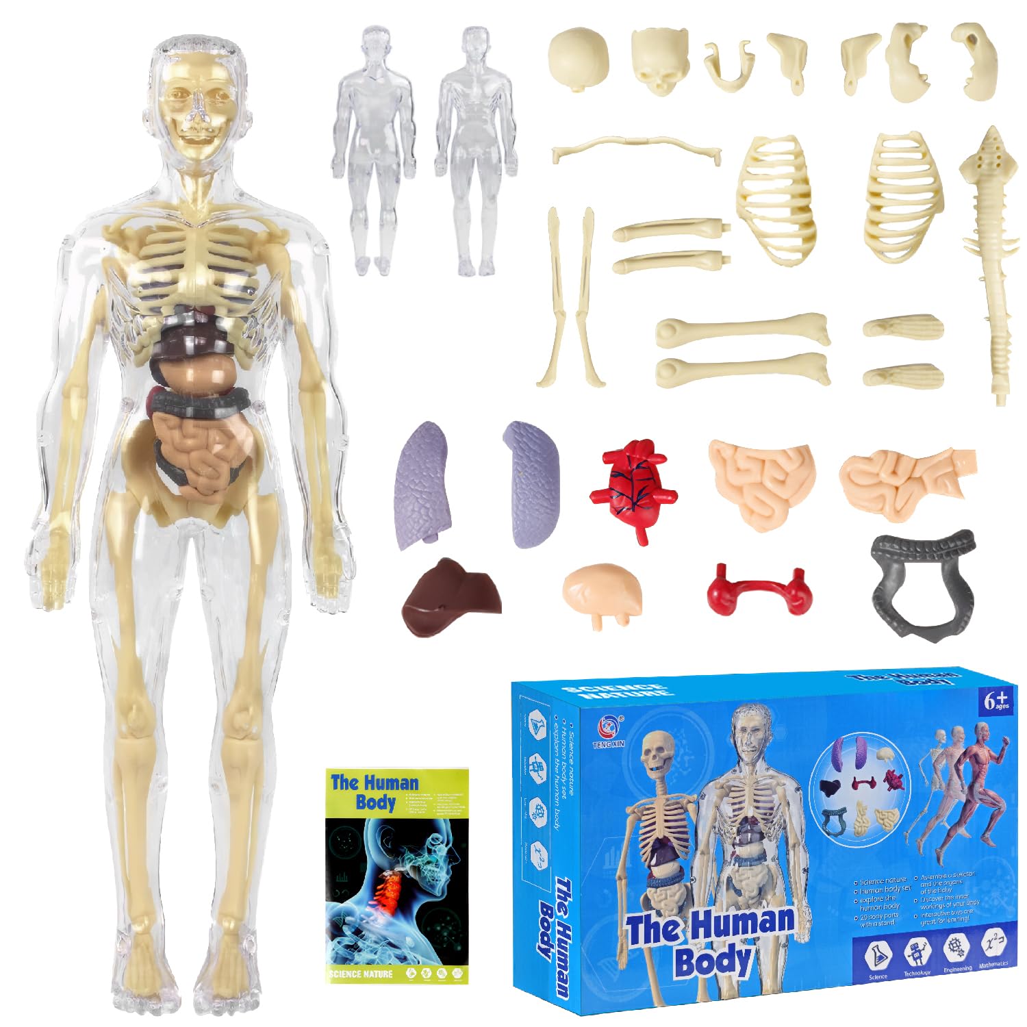 Modèle anatomique pour enfants, figurine anatomique, modèle de corps humain pour enfants, éducation préscolaire pour enfants, squelette humain avec muscles, modèle pour anatomie