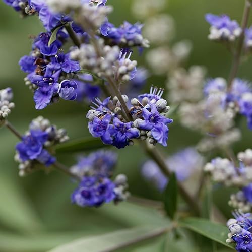 Miniatura 4 de Mecitefendi Aceite Esencial Vitex (VITEX Agnus CASTUS) 0.7 fl oz