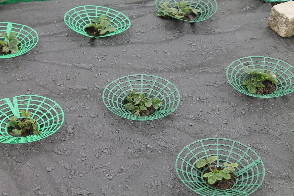 6 Pack Strawberry Supports Easy to Use Strawberry Plant Support with