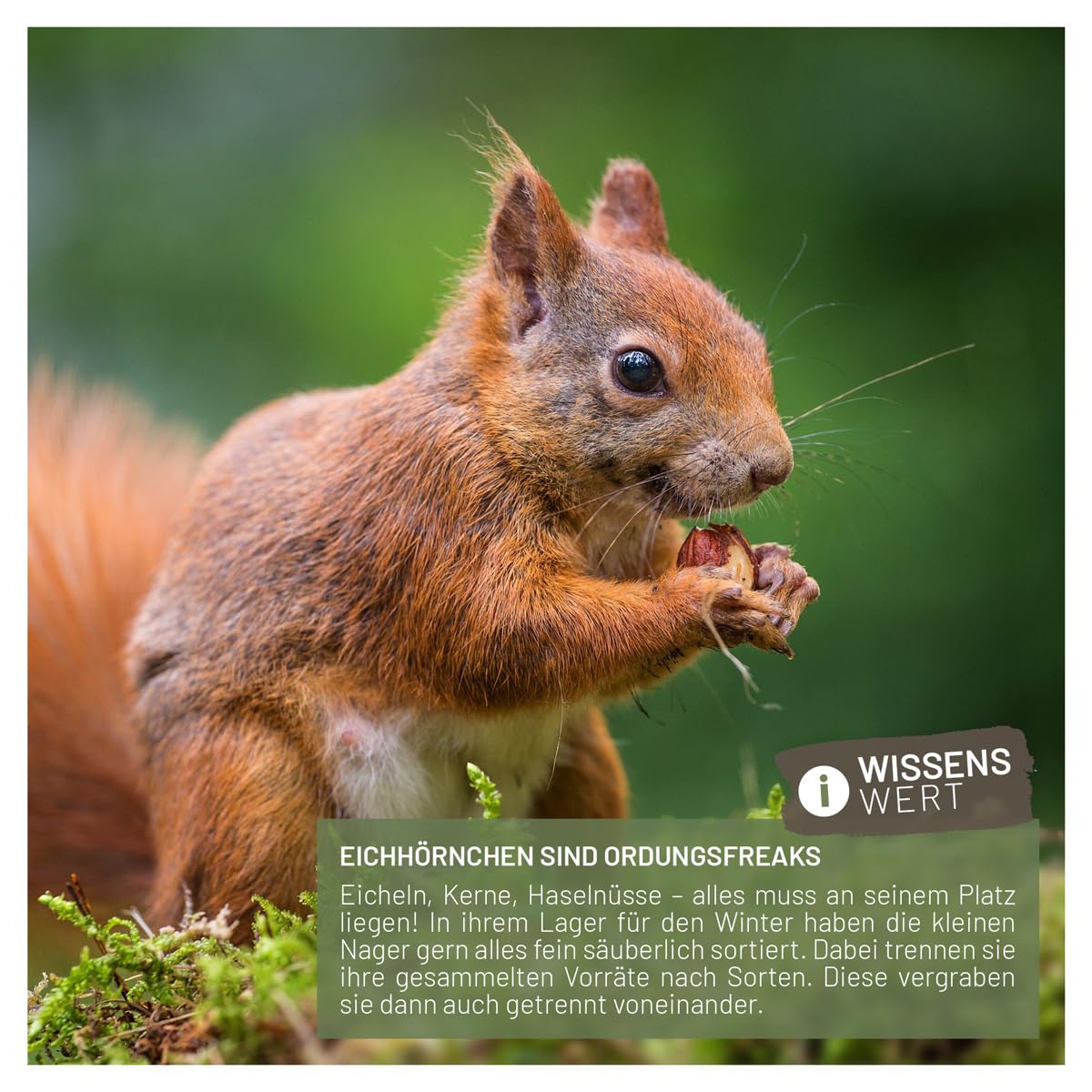 wildtier liebe Eichhörnchen Futterhaus wetterfest I aus verschraubtem Massiv-Holz Futterstelle I Futterstation Eichhörnchen Kobel, Eichhörnchenhaus