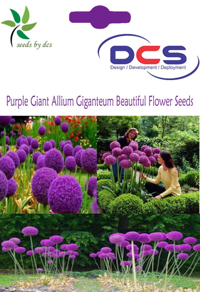 DCS Purple Giant Allium Giganteum Flower Seeds (White) Amazon.in Garden & Outdoors