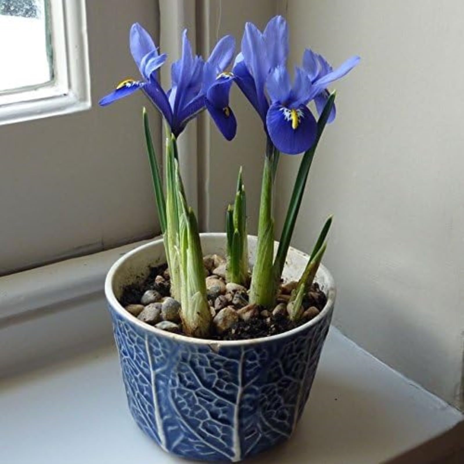 Iris Bulbs for Planting Now UK,Plant Bulbs,Garden Flowers,Iris Bulbs,Wedding Flowers,Cut Flowers,Hardy Perennial,Strong Plants That Grow Well-4Bulbs-F