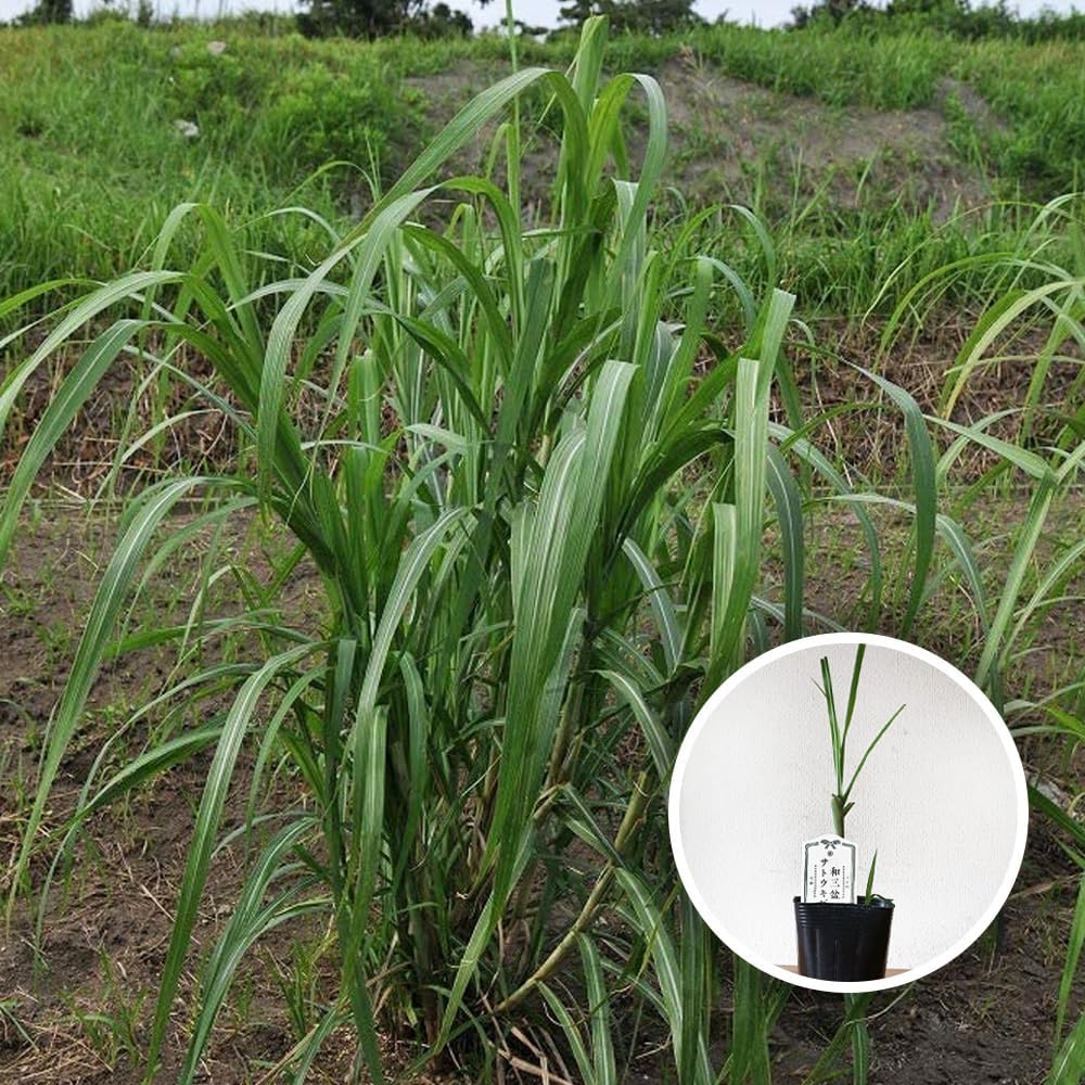 アナベル C① 白いアジサイ 挿し芽2年目幼苗 アメリカ紫陽花 抜き苗1