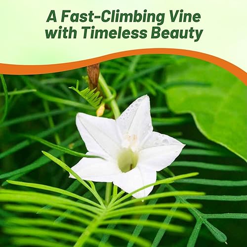 Miniatura 6 de Outsidepride 100 semillas anuales de flores de vid de ciprés blanco para plantar