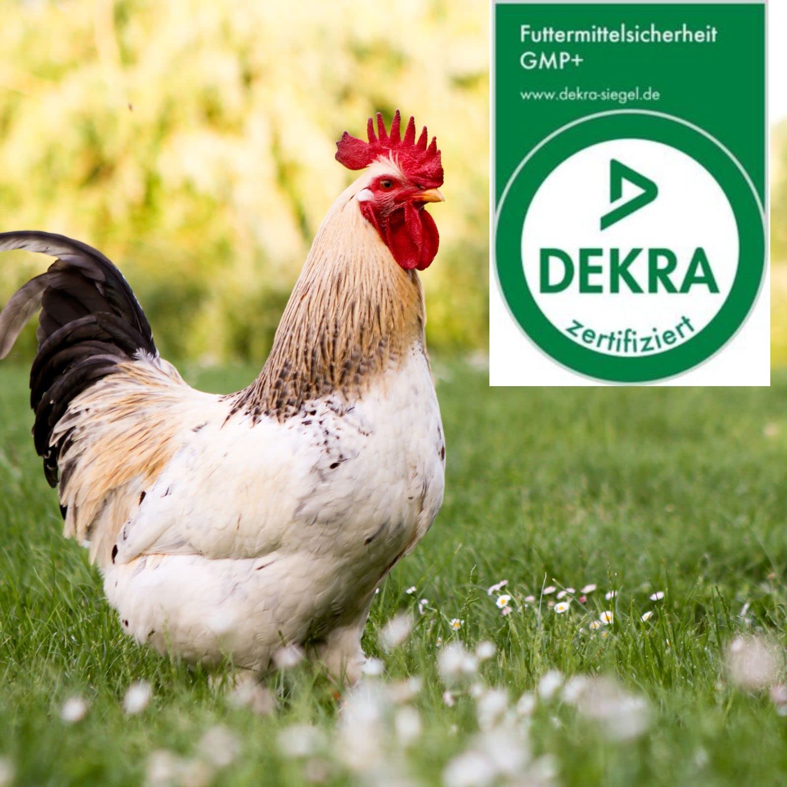 Futterkohle für Geflügel, Hühner, Enten, Gänse: Natürliche Unterstützung für eine Intakte Magen-Darm-Funktion, Vorbeugung und Hilfe bei Durchfall, 200 g