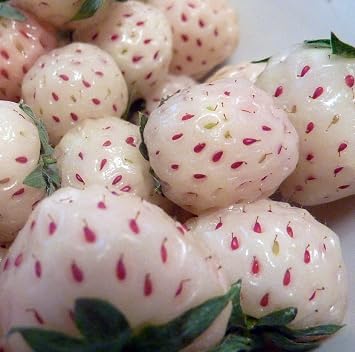 نباتات التوت الأبيض كارولينا - 50 جذور - Bareroot-Pineapple / Strawberry Flavor