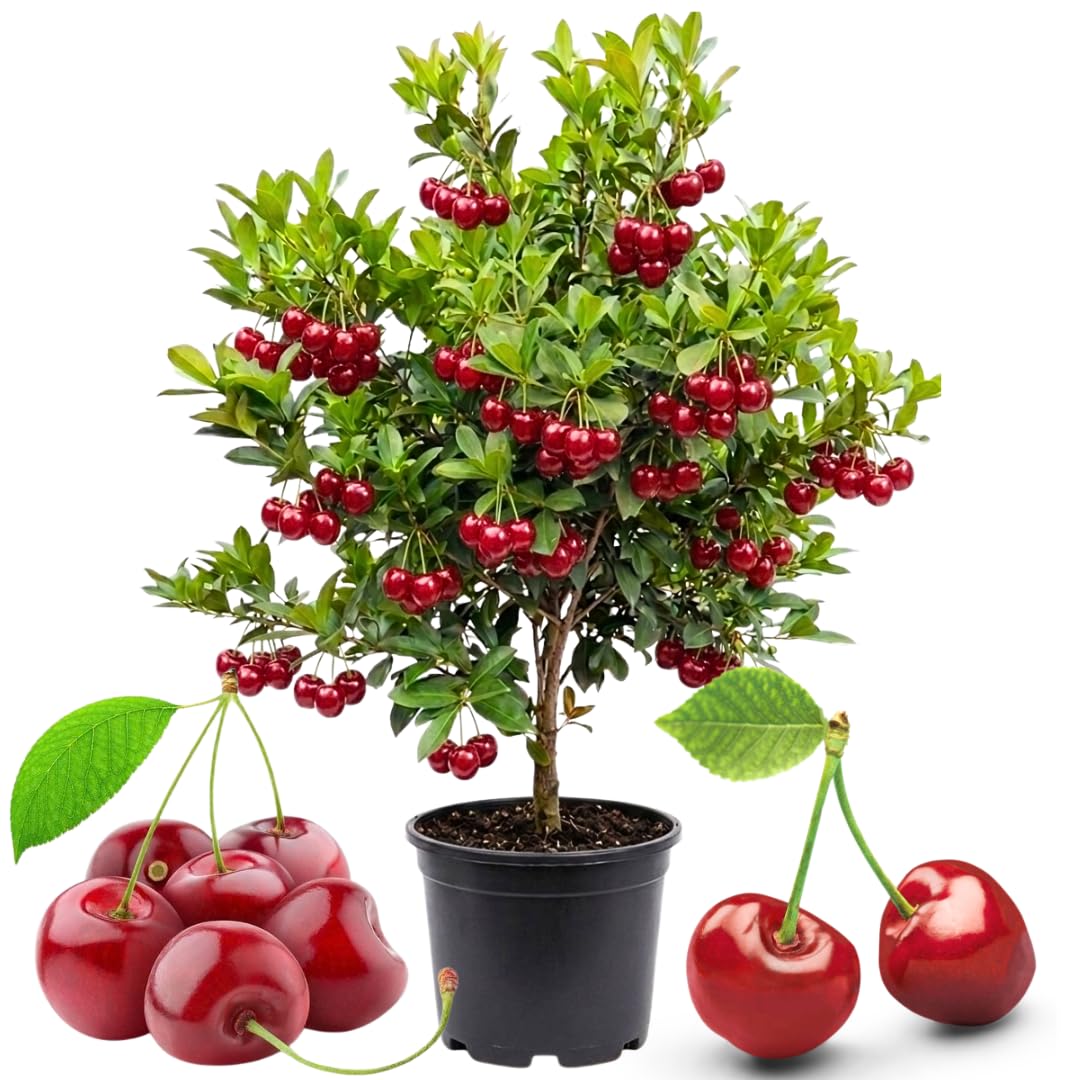 TAZGO Cherry Tree Live Plant