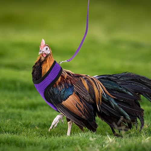 Miniatura 7 de BOAO Arnés de pollo ajustable de 3 piezas con correa y cinturón a juego, cómodo chaleco transpirable para entrenamiento de pollo para pato o ganso,