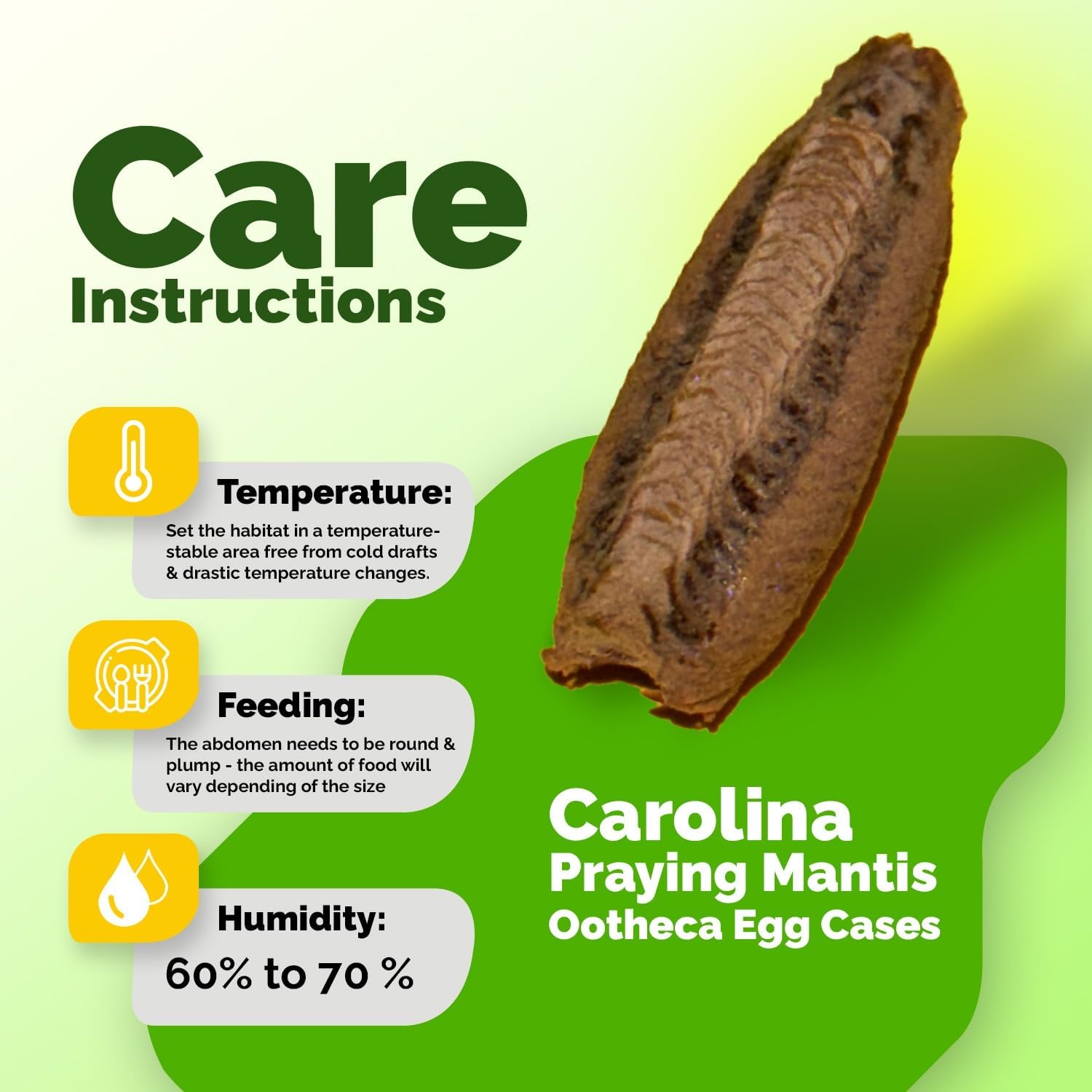USMANTIS Carolina Praying Mantis Habitat Kit with (One Egg Cases) - Use Indoor & Outdoor Hatching This Praying Egg Cases & Comes with Mantis Hatching Bag, Each Egg Case Produces 50 to 200 Nymphs