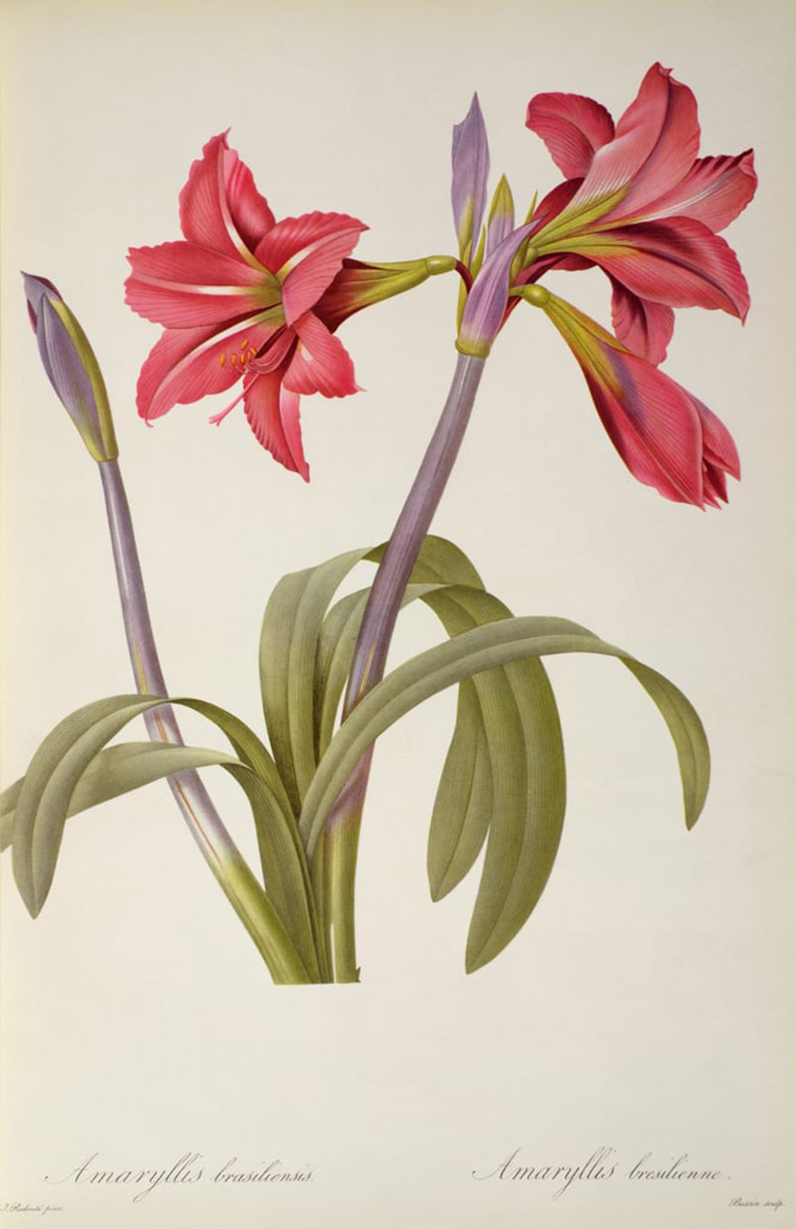 SERENDIPITP Abstract Painting Mural Print Picture Wall Decor Painting Amaryllis Brasiliensis by Pierre Redouté Vintage Wall Artwork for Home Decor 60x90cm