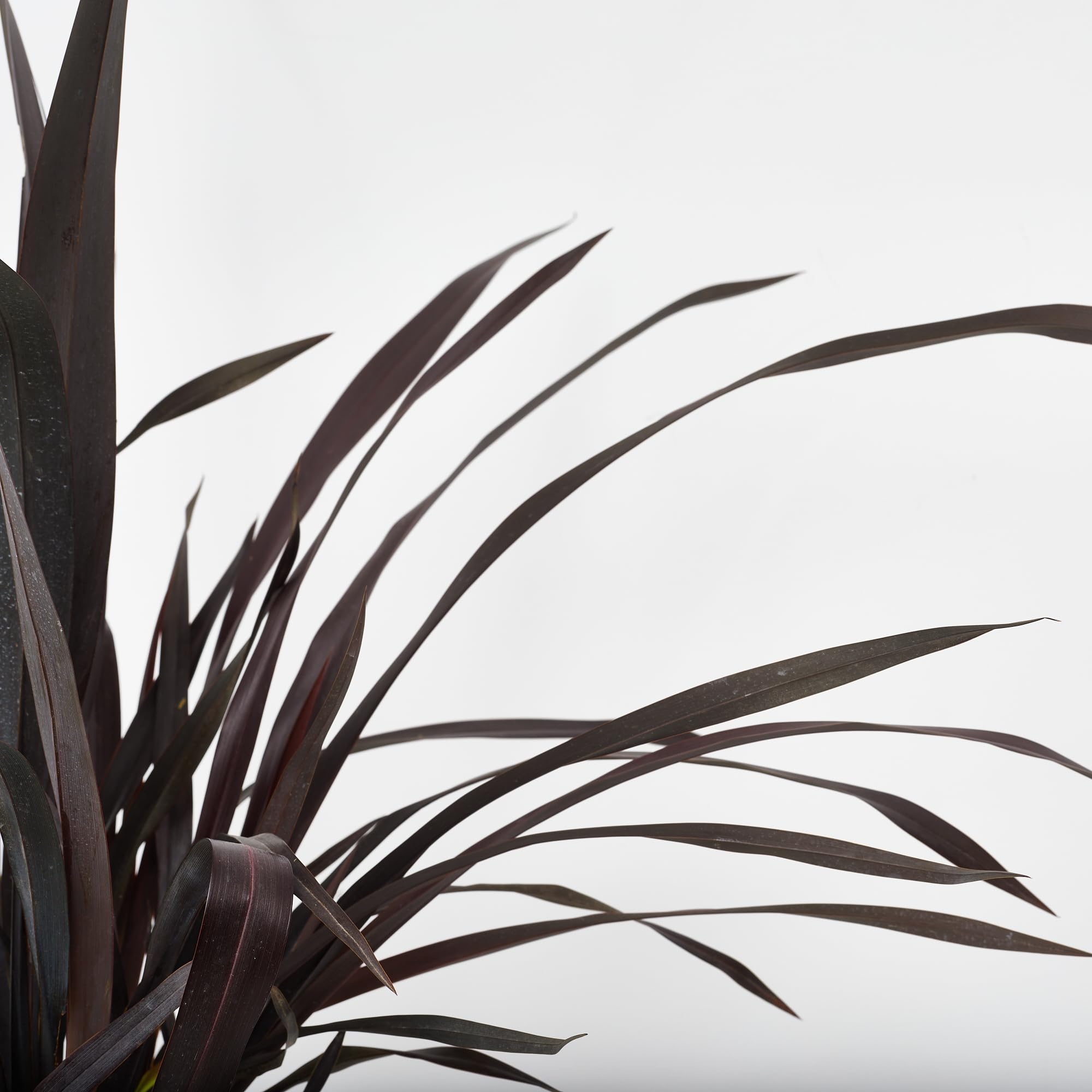 verdecora Phormium en Maceta de 3L | Phormium tenax | Arbusto de Exterior con Follaje Alargado y Resistente | Ideal para Jardines, Bordes y Decoración en Macetas