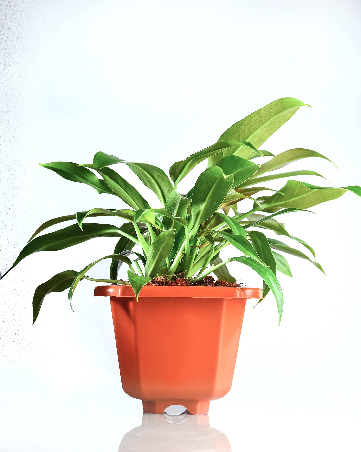 UNLIMITED GREENS Philodendron|| Live Plants || Indoor||Shera Plastic Pot||Plant Color Green || Pot Color Brown Size of Pot Diameter 6 Inch X Depth 6 Inch