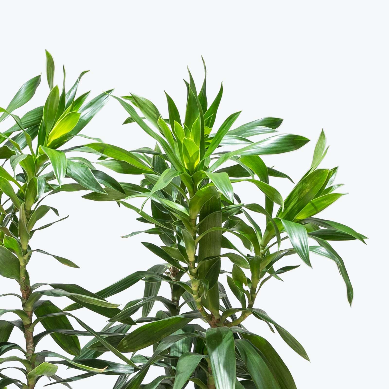 Green Song of India Plant/Dracaena song of india Indoor Plant/Air purifying Plant/Houseplant/Home decore plant live Healthy plant for Home garden Pack of -1 a_6-image-32