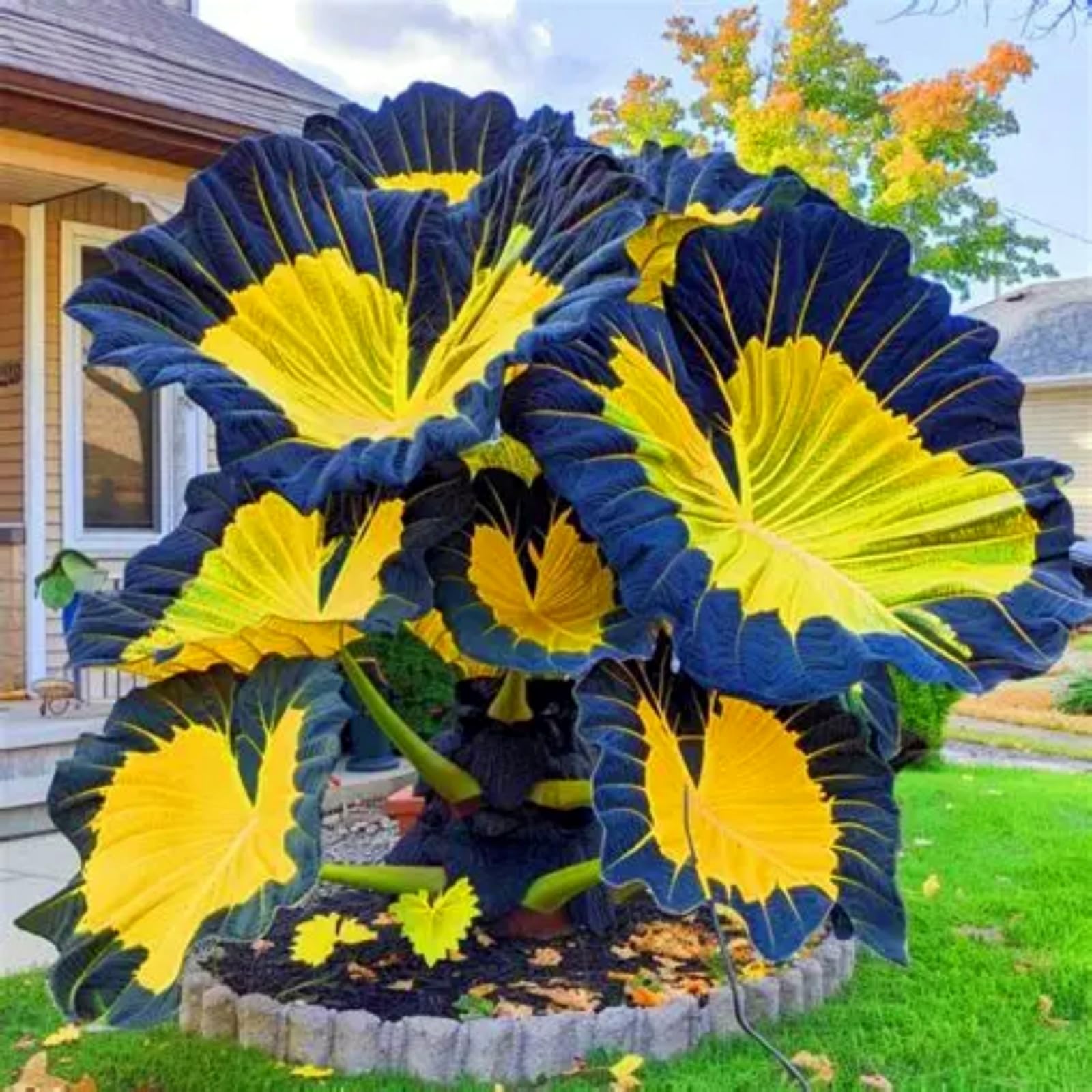 Elephant Ears Bulbs/Surprise Growth, Garden Decoration, No Watering Required,Good for Containers-a-2Bulbs