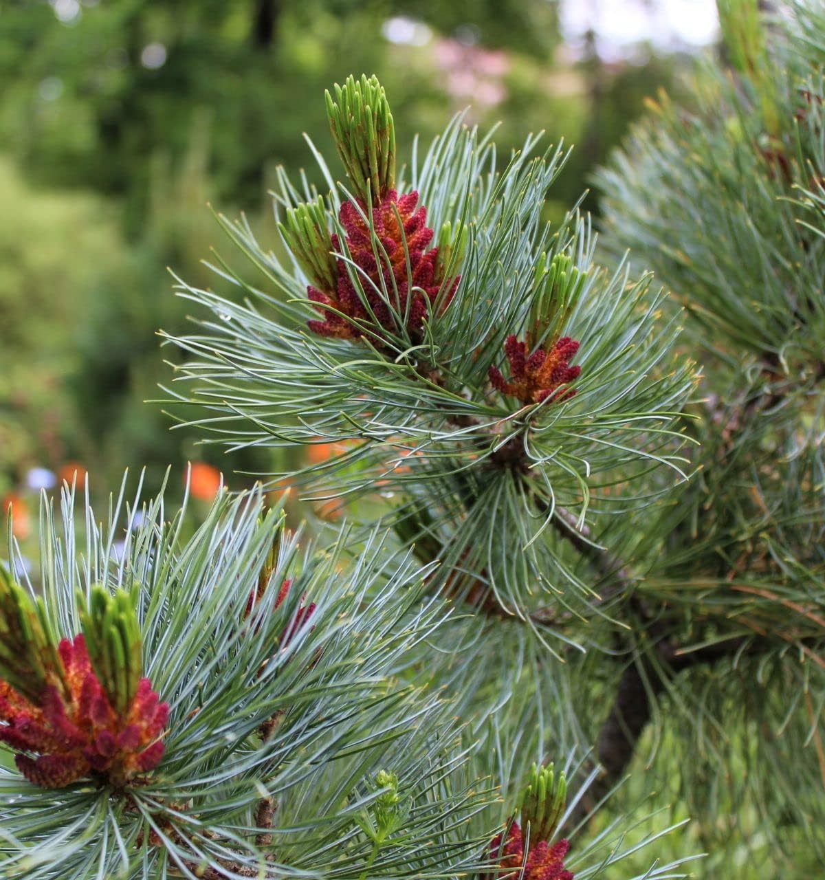 - Pinus Yunnanensis Pine Tree Himalayan Longleaf Chir Pine Live Plant Original Variety