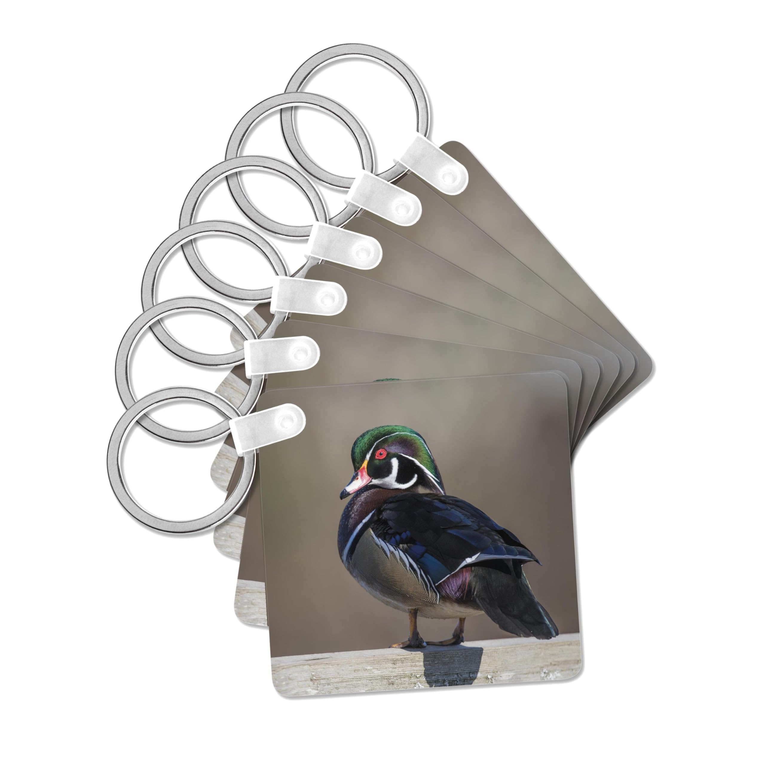 3dRose - Wood Duck or Carolina Duck, Aix sponsa, a Species of Perching Duck. - Key Chain - (kc-329712-1)