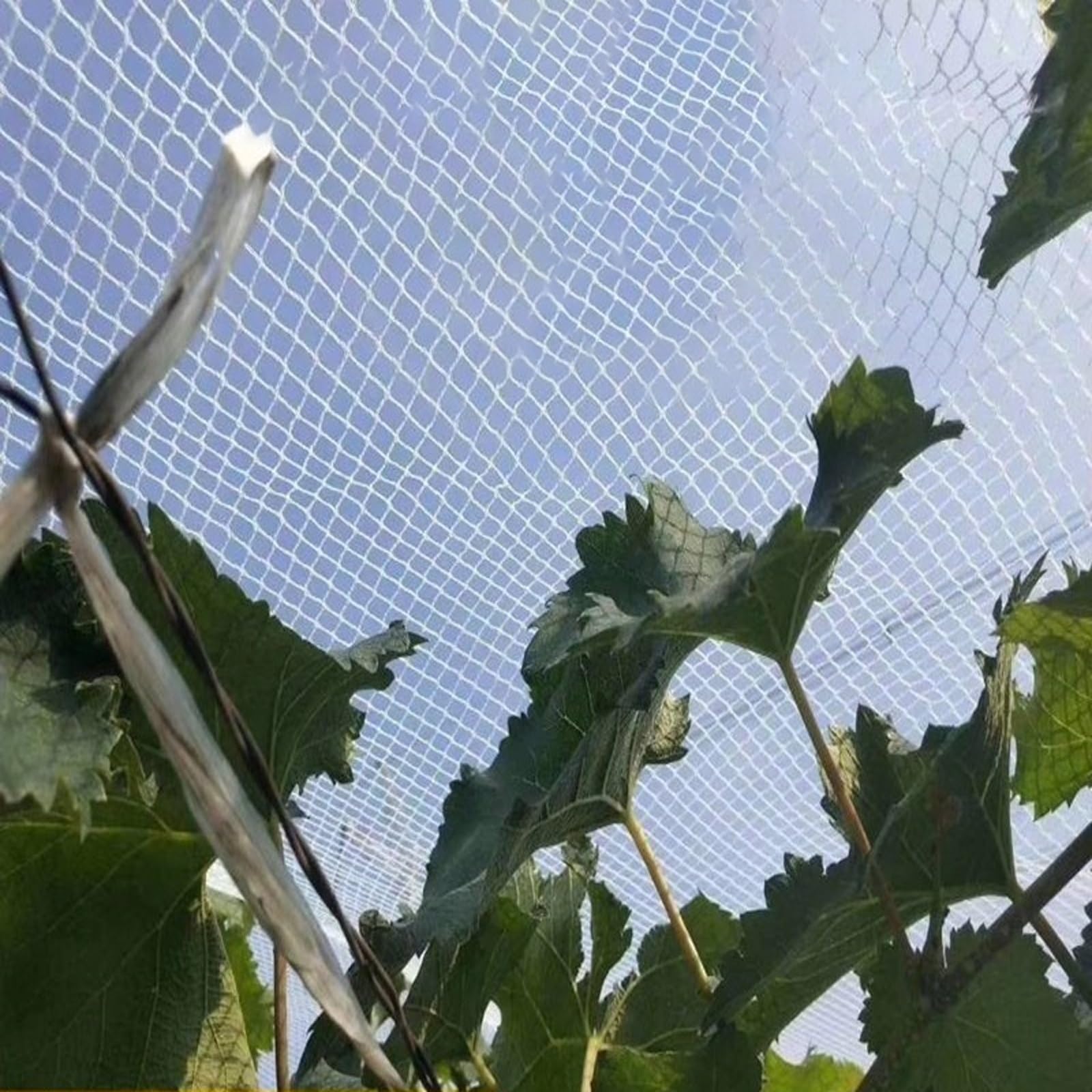 Rete anti-grandine e per uccelli per giardino, maglia fine, protegge per piante, frutta e vetablesCoperture per pomodori, mirtilli, serre, balconi, multiplo (3 x 50 m)