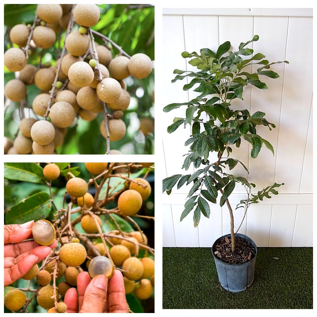 ONLINE PLANT BAZAR Dragon Eye Longan Fruit Grafted Live Plant(Height 1.5 Ft - 2 Ft) (B0CHG277C7) Amazon Price History, Amazon Price Tracker