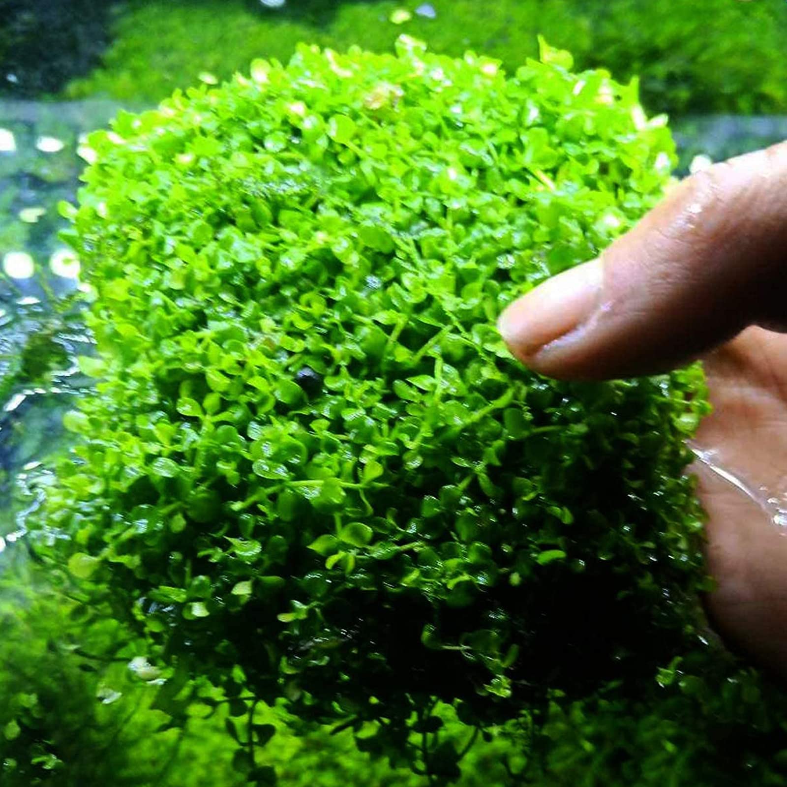 14 Pièces Mousse Plante Aquatique Décoration - 8 X 8 CM Accessoire Grillage Fin en Acier Inoxyable - Maille Fine Pour Aquarium