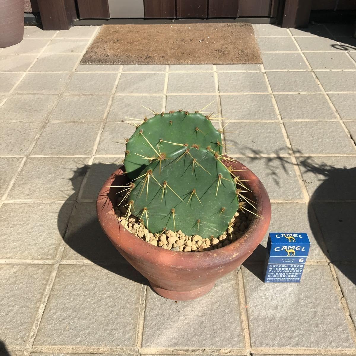 opuntia allairei made in croatia オプンチア サボテン 多肉植物