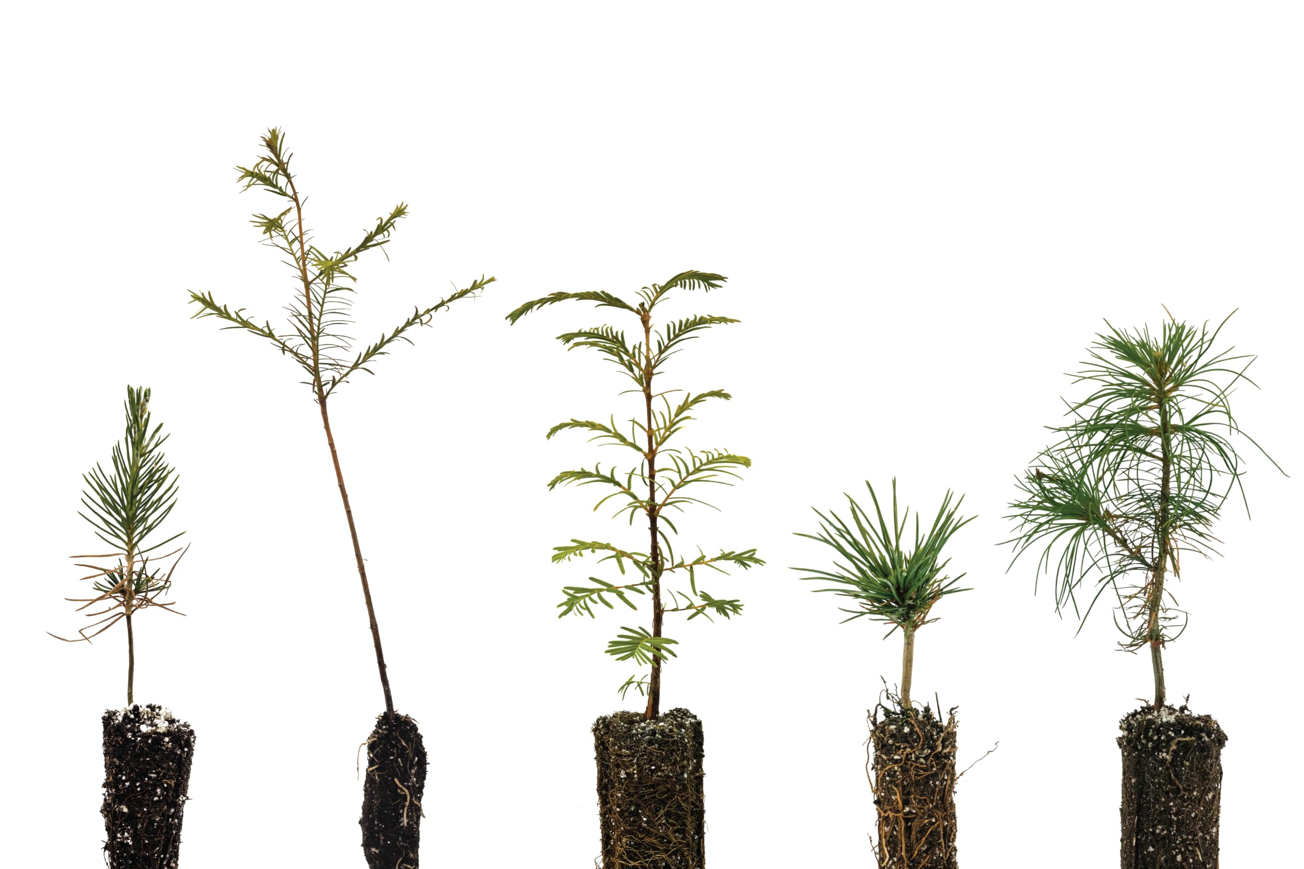 Bonsai Tree Bundle 5 Live Tree Seedlings