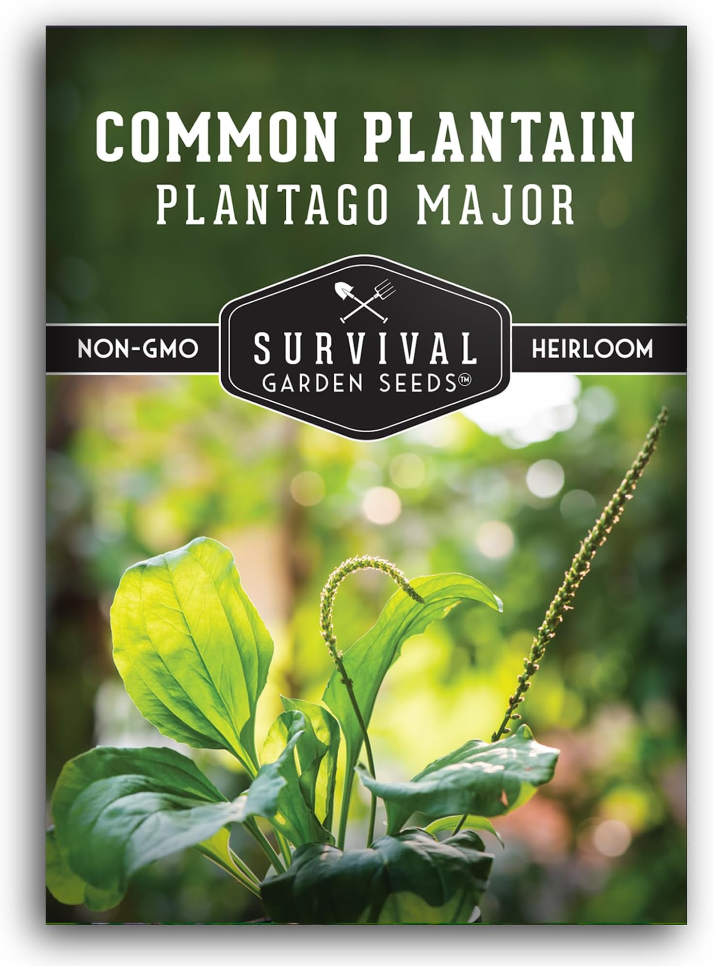 Plantain Seeds for Planting - Common Plantain (Plantago Major) Edible Broadleaf Medicinal Herb for Herbal Garden - Heirloom Non-GMO Open Pollinated - Survival Garden Seeds (1 Pack)