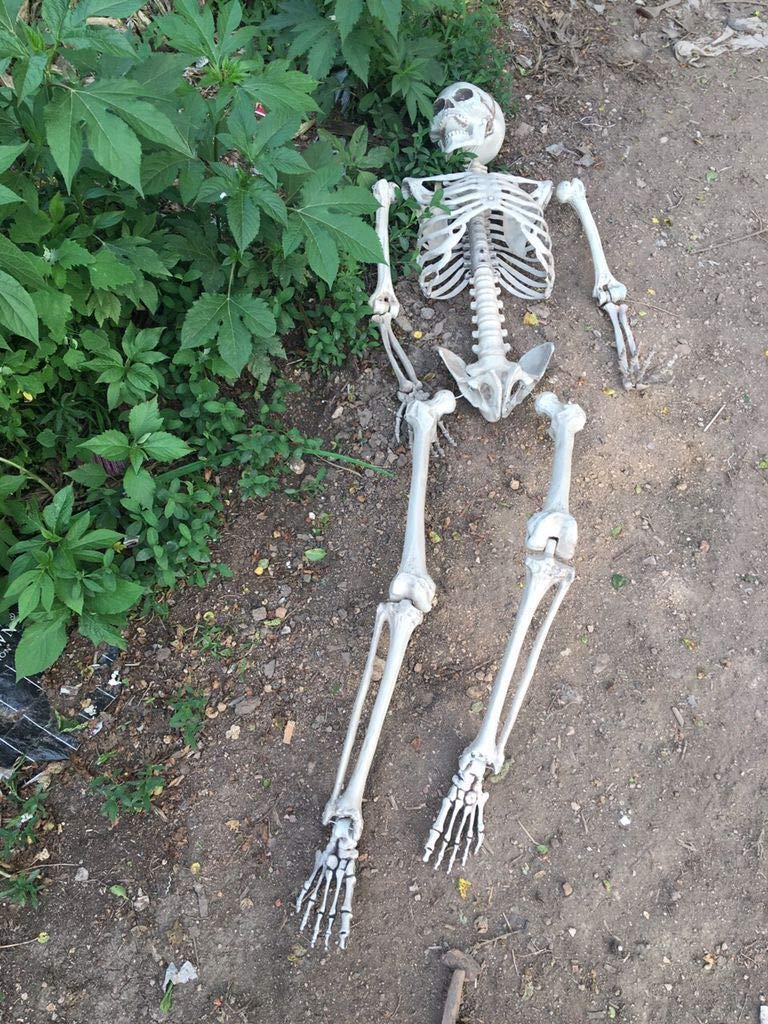 Amazon | little princess123 ハロウィン 飾り ドクロ 模型 モデル