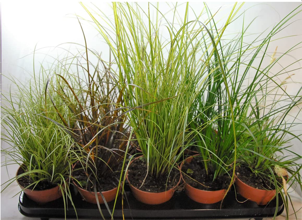 Hardy Ornamental Carex Grass Collection x 3 Varieties in 8cm pots