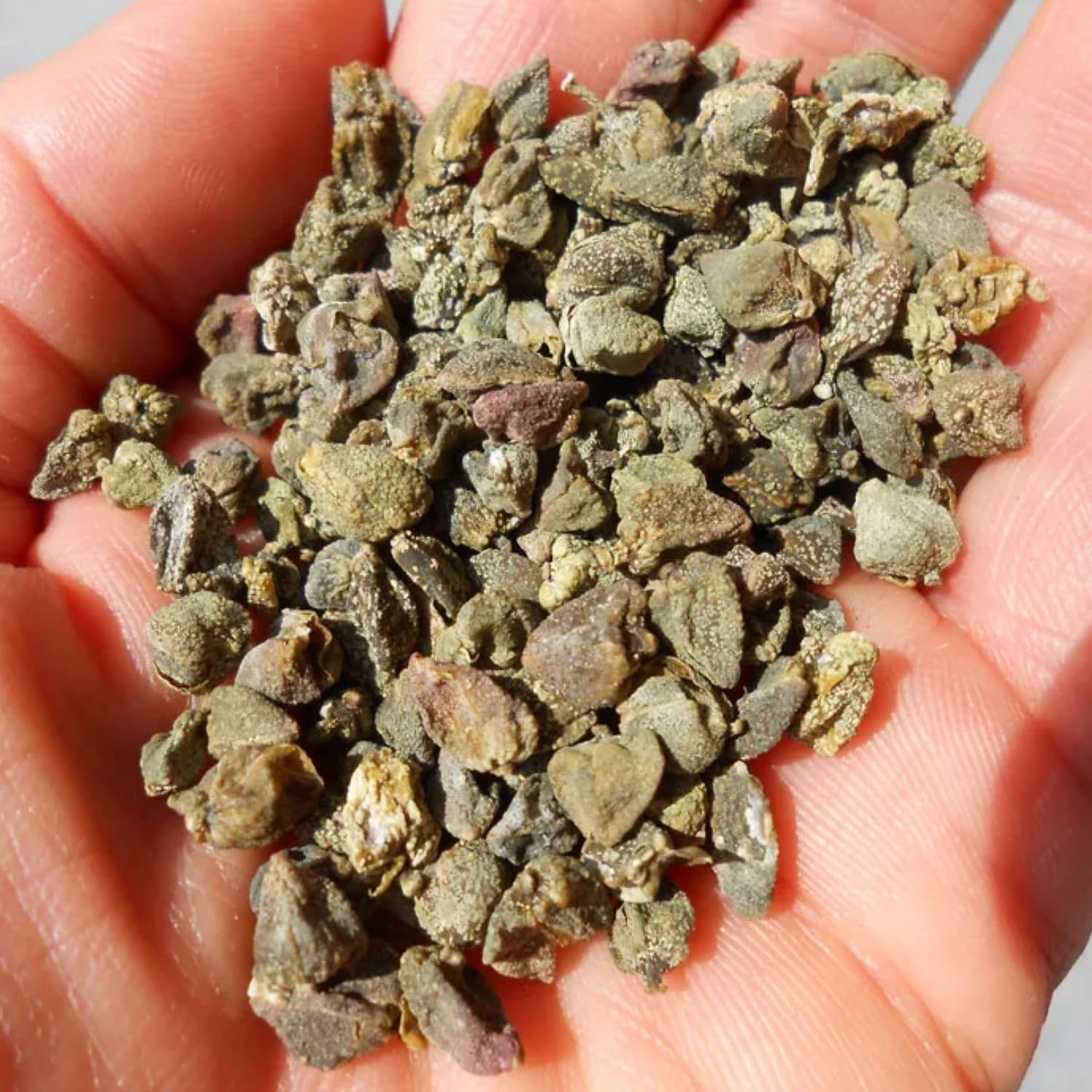 Bongivoanni Farine e Bontà Naturali Capperi Disidratati Interi 500g Alta Qualità | Cappero Secco Naturale per Cucina Mediterranea, Salse e Insalate | Gusto Intenso e Pronto all'Uso