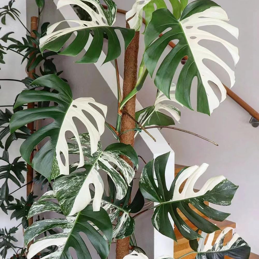 300 pcs monstera variegata samen - garten geschenk alte sorten saatgut, Monstera deliciosa, winterharte kbelpflanzen gartenarbeit balkonpflanzen  indoor plants pflanzensamen zimmerbonsai : Amazon.de: Garten