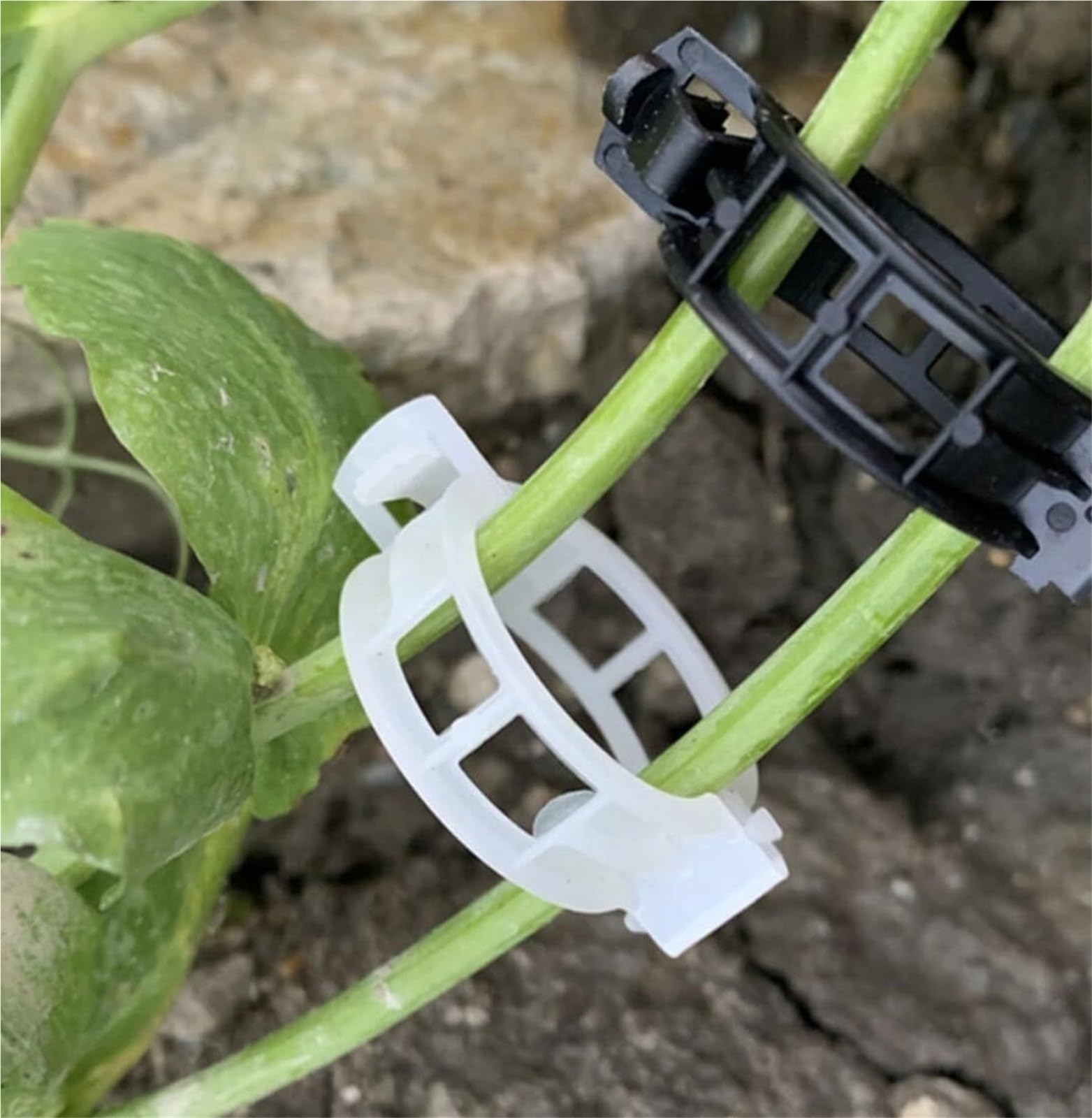 Mollette di sostegno per rampicanti da giardino, Clip for piante da giardino da 500 pezzi: supporti for stelo, clip di supporto for vite, materiale PP