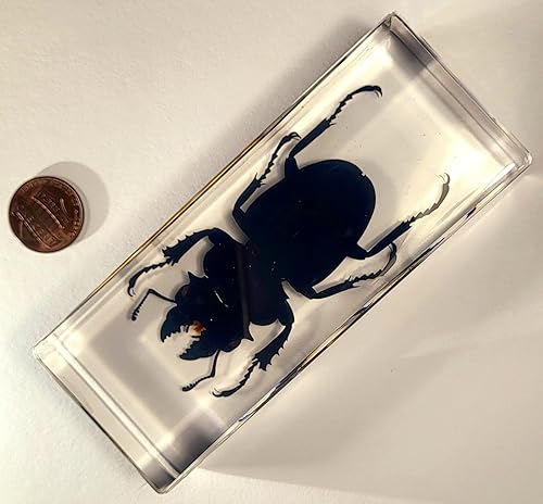 Miniatura 157 de Escarabajo de algodoncillo azul cobalto real de 1.732 in en espécimen de resina de lucita cristalina, insectos, insectos preservados, colección