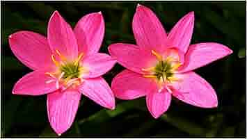 lily Skyscraper Lily Collection x 25 Bulbs 5 Each of 5 Varieties