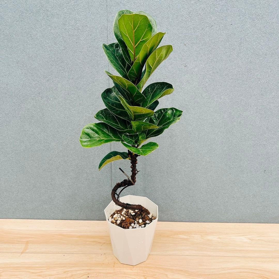Amazon｜フィカス リラータ バンビーノ 曲がり 5号 観葉植物 室内