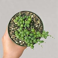 Vista 4 de Shop Succulents Cadena perfecta de plantas suculentas de perlas, ideal para cestas colgantes o macetas de arrastre, maceta de 4 pulgadas
