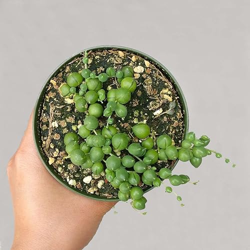 Miniatura 5 de Shop Succulents Cadena perfecta de plantas suculentas de perlas, ideal para cestas colgantes o macetas de arrastre, maceta de 4 pulgadas