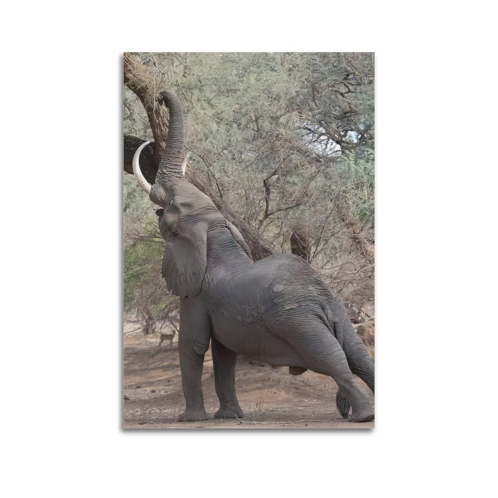 MJZLQN Animal Poster Reaching Elephant Poster Decorative Painting Canvas Wall Posters And Art Picture Print Modern Family Bedroom Decor Posters 20x30inch(50x75cm)